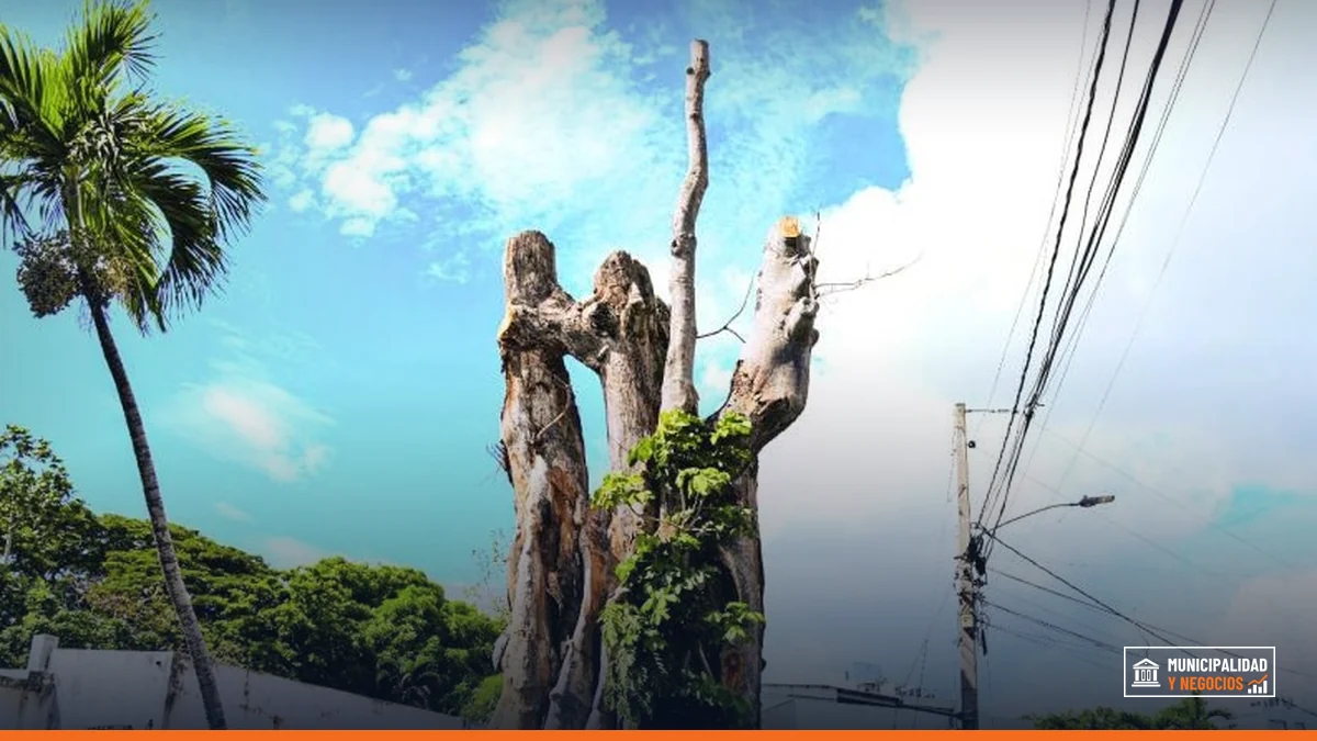 Imagen de un árbol centenario en el sector Los Prados, donde se realizó la tala que generó reacciones entre los residentes.